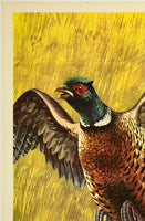 WESTERN WINCHESTER - PHEASANT