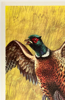 WESTERN WINCHESTER - PHEASANT