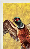 WESTERN WINCHESTER - PHEASANT