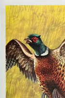 WESTERN WINCHESTER - PHEASANT